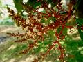 انبه کوئینی / انبه معطر